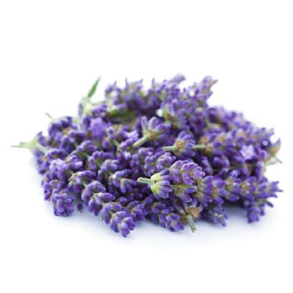 Lavanda